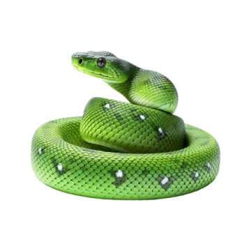 a green snake on a white background