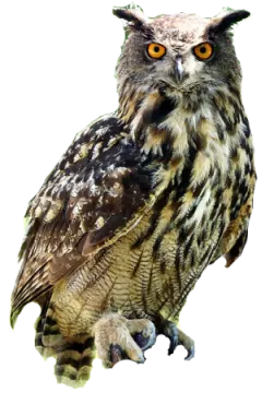 an owl sitting on top of a tree branch