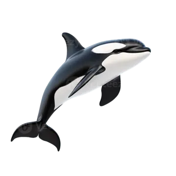 a black and white orca jumping in the air