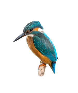 a blue and orange bird perched on a branch