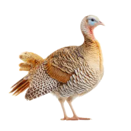 a turkey standing in front of a white background