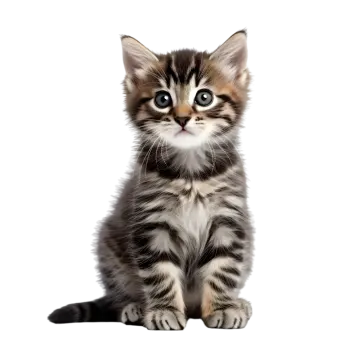 a small kitten sitting down with its eyes open