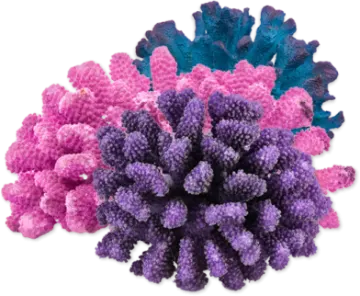 a bunch of purple and blue corals