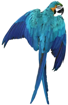 a blue and green parrot with its wings spread