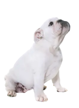 a small white dog sitting on the ground