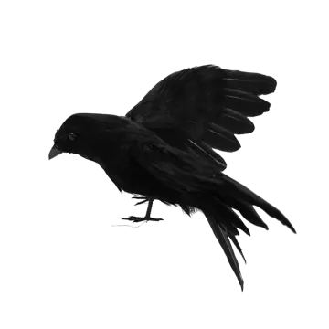 a black bird is flying in the air