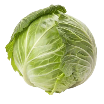 a cabbage head on a white background