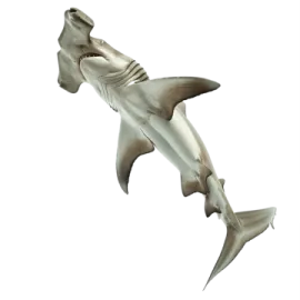 an image of a shark with its mouth open