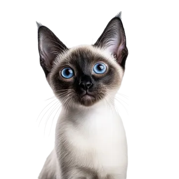 a black and white cat with blue eyes