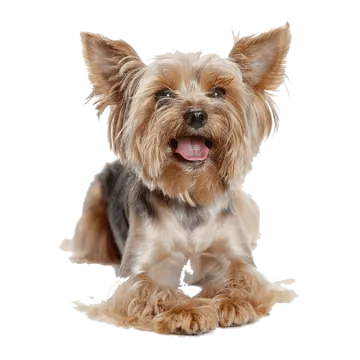 a small brown and black dog laying down
