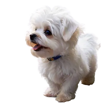 a small white dog standing on a white surface