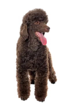 a brown dog with its tongue sticking out