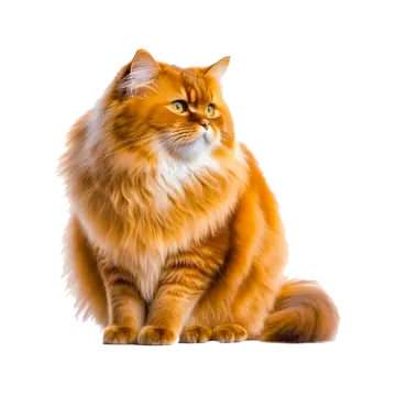 an orange cat sitting on a white surface