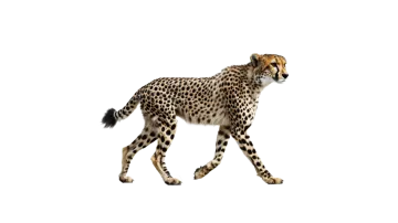 a che spotted che hypostecus cheensis walking in front of a white background
