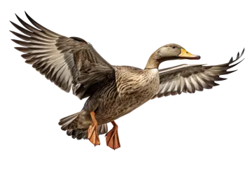 a duck with its wings spread in the air