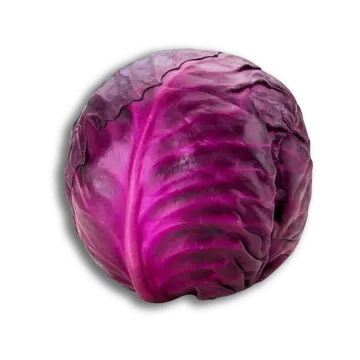 a purple cabbage on a white background