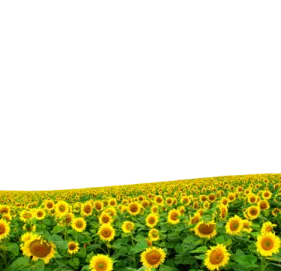 a field of sunflowers