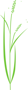 an image of a green plant