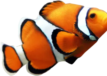 an orange clown fish with black and white stripes