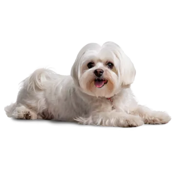 a small white dog laying on the floor