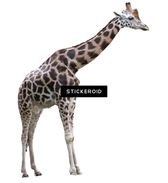 a gi is standing in front of a white background