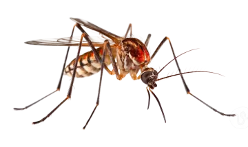 a mosquito on a white background