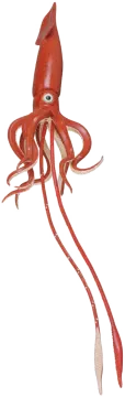 an octopus is shown in this image