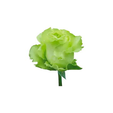 a green rose on a white background