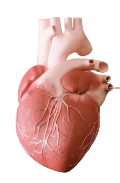 an image of a human heart