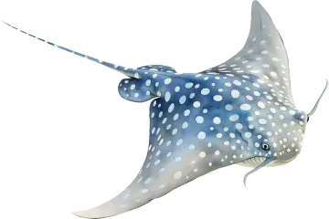 a drawing of a spotted manta