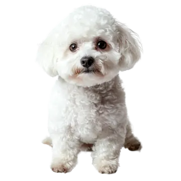 a small white dog sitting on a white background