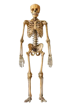 a human skeleton on a white background