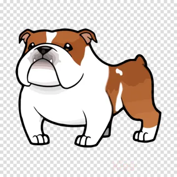 a brown and white bulldog standing on a transparent background