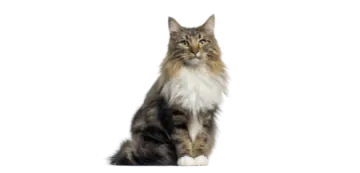 a long haired cat sitting on a white background