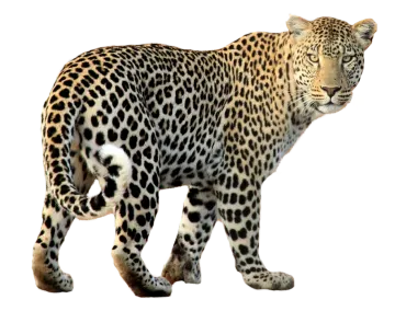 a leopard walking across a white surface