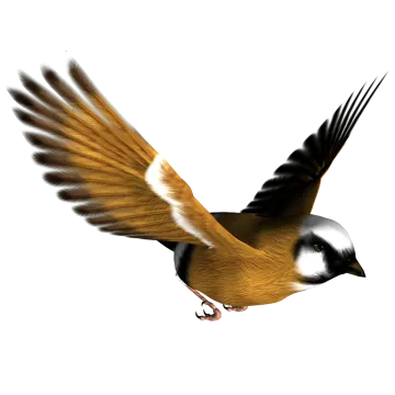 a bird that is flying in the air