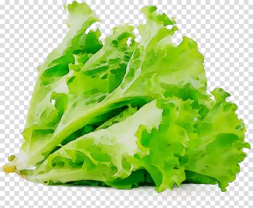 a pile of lete leaves on a transparent background
