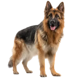 a german shepherd dog standing in front of a white background