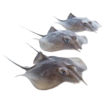a group of stings swimming in the ocean