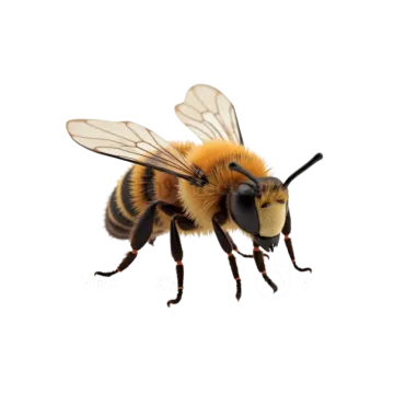 a bee on a white background