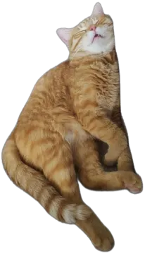 a cat that is laying down on the floor