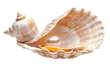 a close up of a seashell on a white background