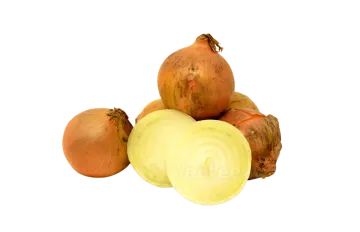 onions on a white background