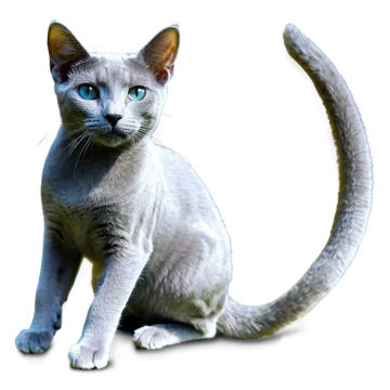 a cat with blue eyes sitting on a white surface