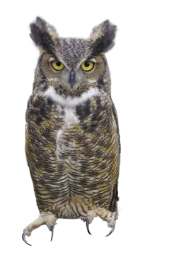 an owl sitting on top of a white surface