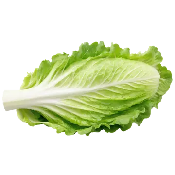 a lete leaf on white background