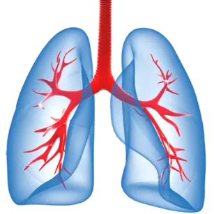 a diagram of the lungs