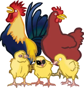 a group of chickens