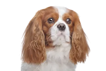 a brown and white dog looking up at the camera