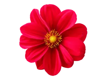 a red flower on a white background